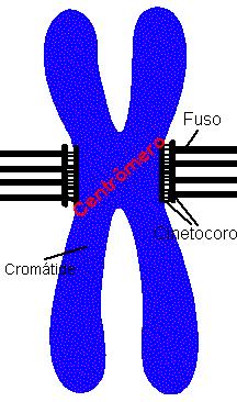 O cromossomo mitótico consiste em duas cromátides que estão