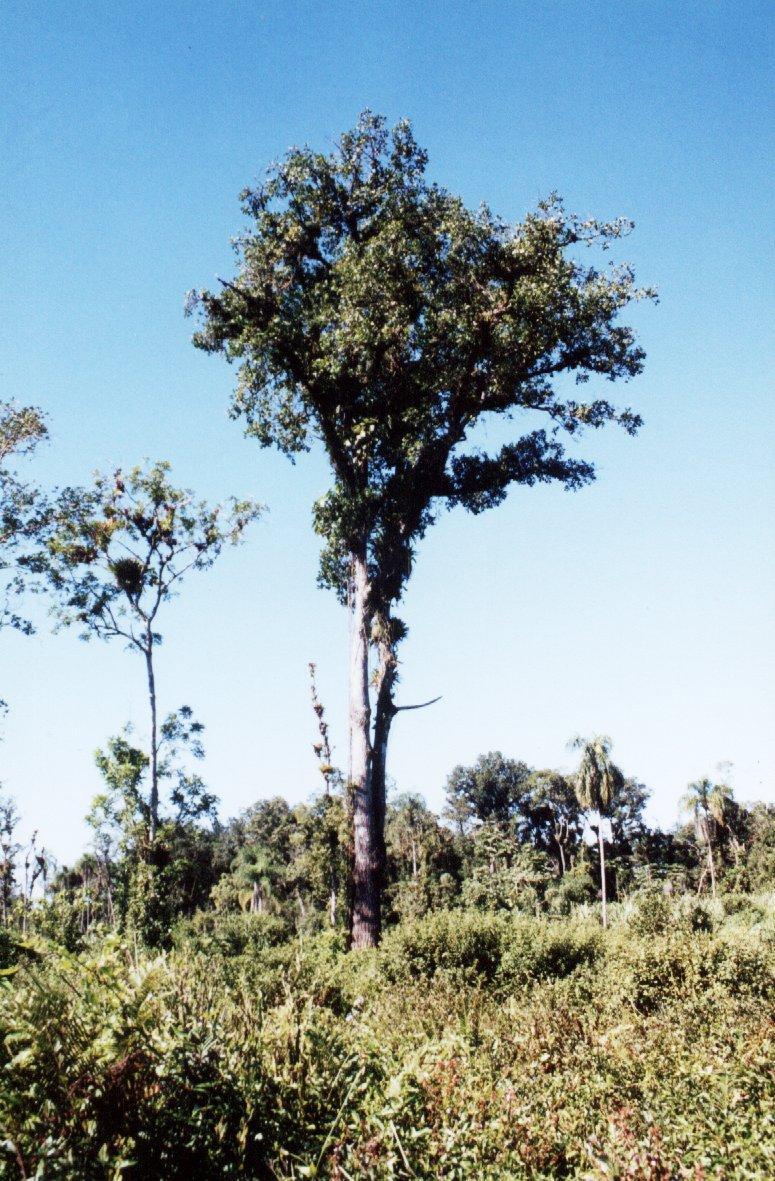 Guanandi