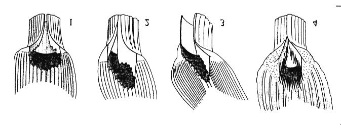 Molinia caerulea, Panicum dichotomiflorum, Phragmites australi.