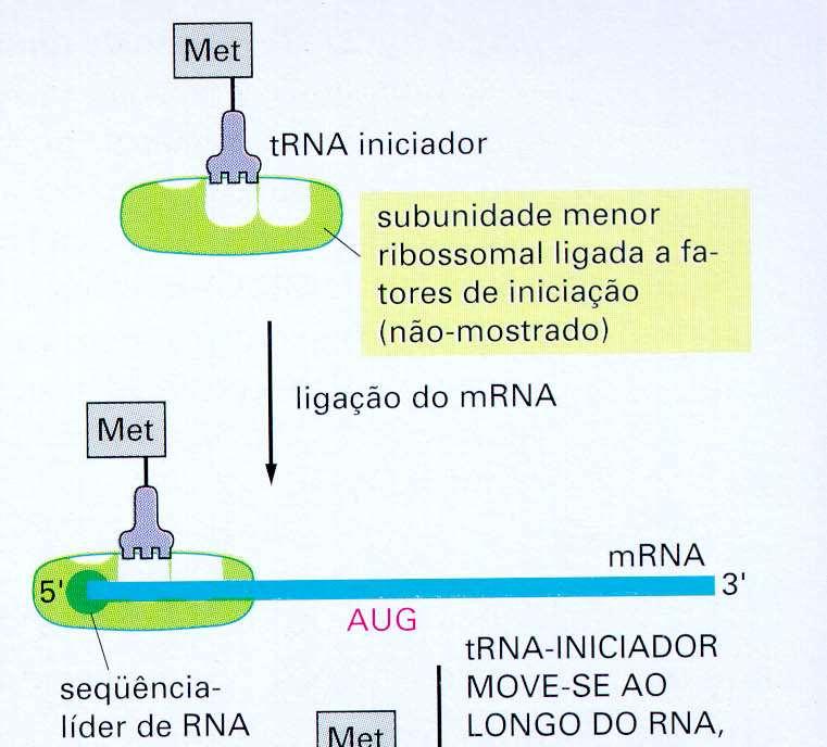 Iniciação da tradução de uma molécula de RNAm eucariótica E P A Metionina: eucariontes Formilmetionina: procariontes - aminoacil-rnat sintetase - fatores de iniciação - sequência 5