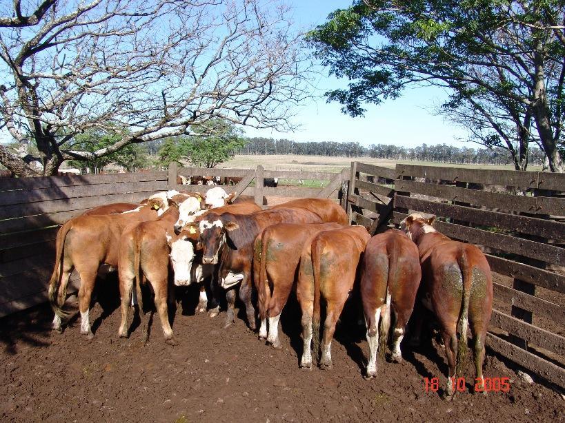 Avaliação de CPM Notas