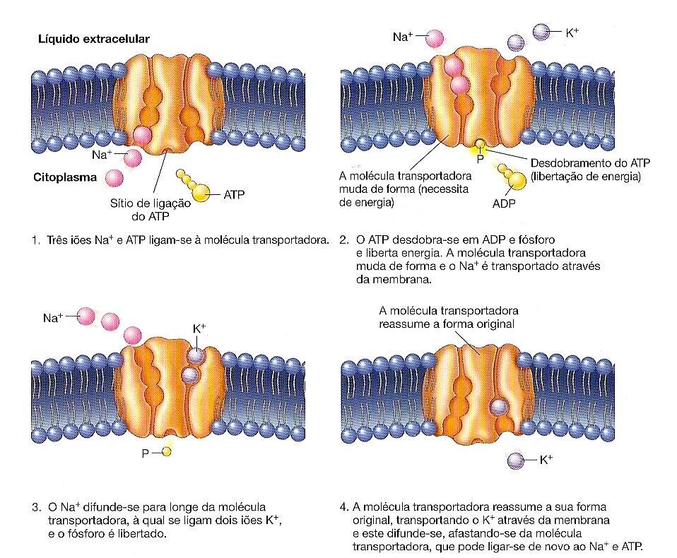 As diferenças das concentrações transmembranares de