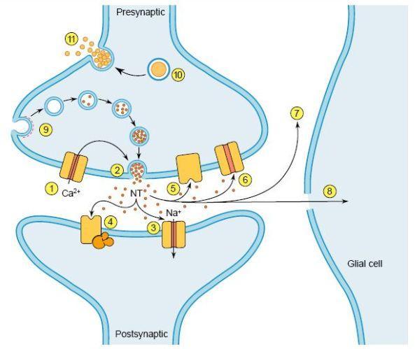 Neurotransmissão 1. A chegada do potencial de acção provoca a abertura de canais de Ca2+ dependentes da voltagem. 2.