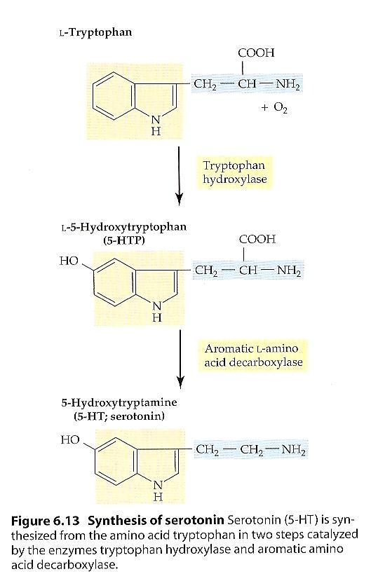 Aminas biogénicas Indolaminas 5-hidroxitriptamina (serotonina) Neurónios contendo 5-HT estão presentes no