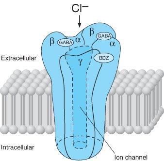 GABA Receptores gabaérgicos Receptor GABA A é ionotrópico está associado a canais de Cl- que ao abrirem-se permitem o influxo de Cl- de acordo com o respectivo gradiente de concentração,