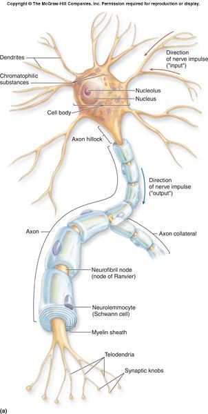 Neurónios Corpo celular ou soma com