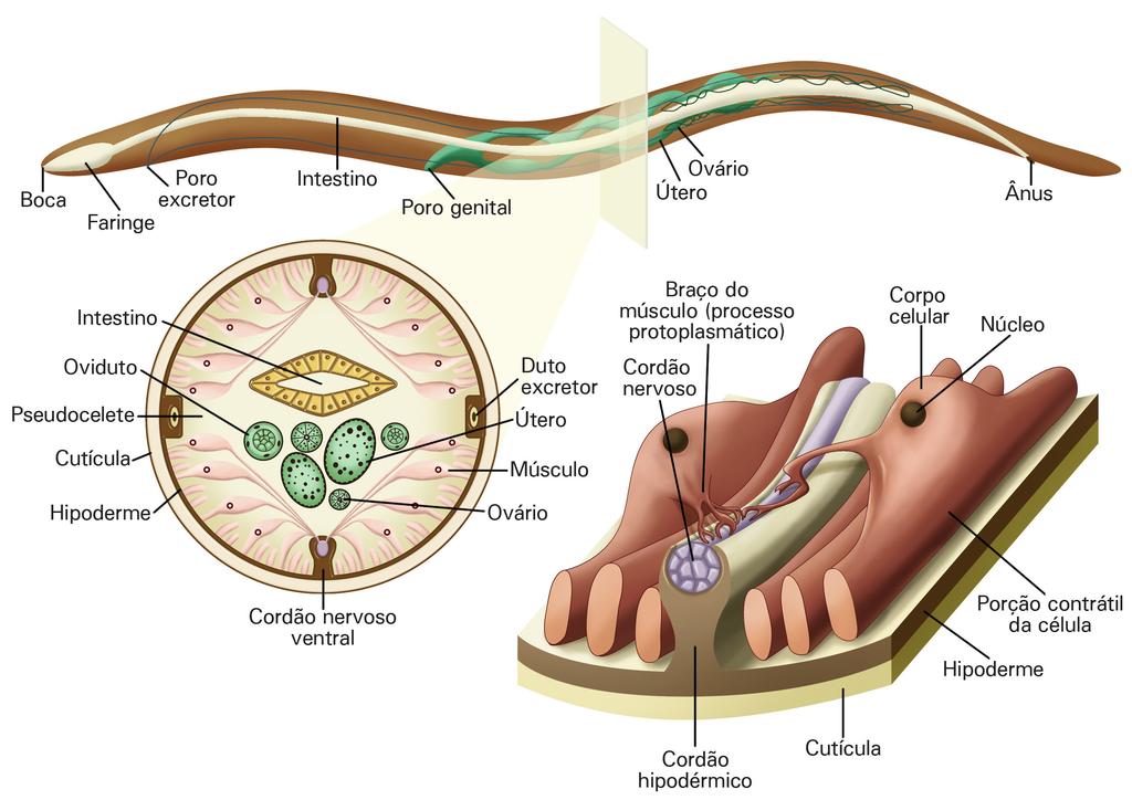 64 Licenciatura em Ciências USP/Univesp O corpo dos nematódeos é cilíndrico e sua superfície externa é coberta por uma cutícula acelular secretada pela epiderme (Figura 3.10).
