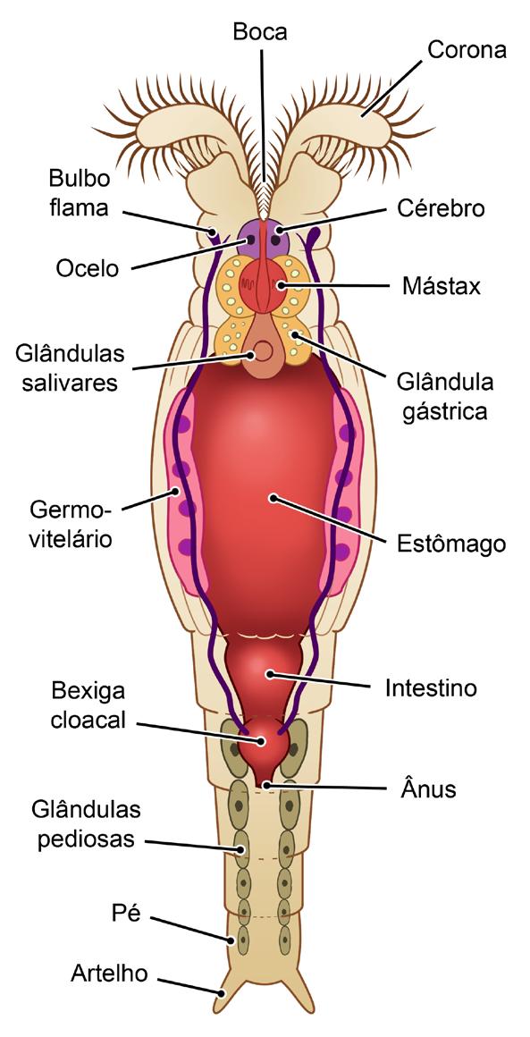 Licenciatura em Ciências USP/Univesp 71 Figura 3.14: Anatomia de um rotífero. / Fonte: Cepa; baseado em Hickman et al.