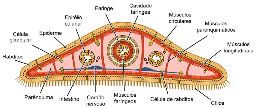 56 Licenciatura em Ciências USP/Univesp Figura 3.1: Seção transversal de uma planária na altura da faringe / Fonte: Cepa; baseado em Hickman et al.