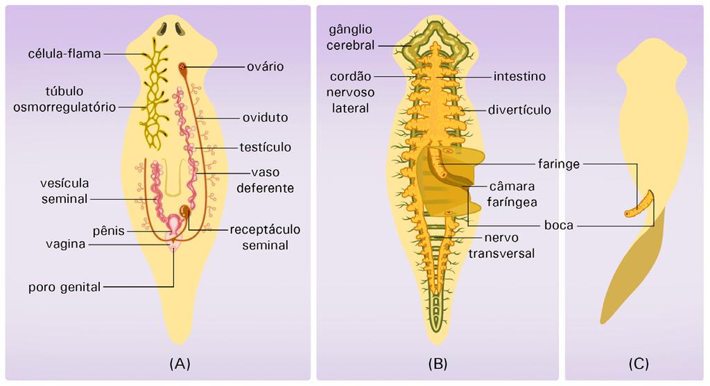 Nos turbelários, a faringe é geralmente protraível e situa-se dentro de uma cavidade em forma de bainha (Figura 3.2).