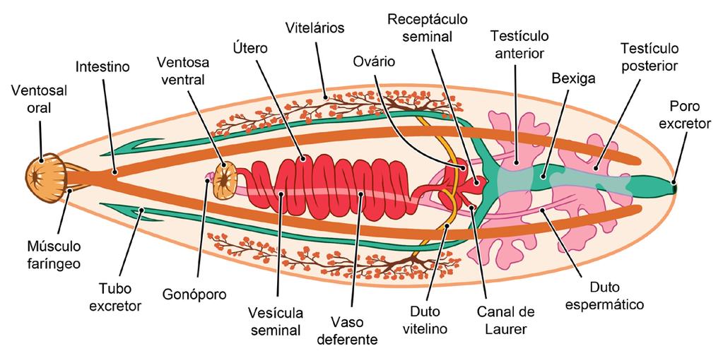 Os terrestres dependem de lugares úmidos e, ao longo do dia, permanecem escondidos sob troncos e folhas; à noite, saem para se alimentar.