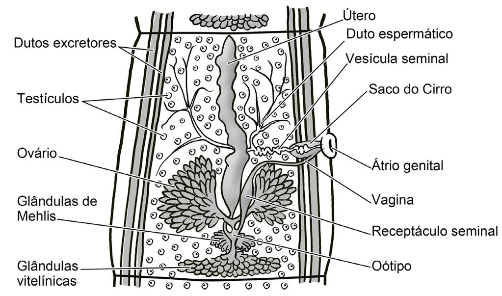 62 Licenciatura em Ciências USP/Univesp Figura 3.8: Anatomia de um cestoide. A. uma proglótide madura de Taenia solium. B. Escólex de T.