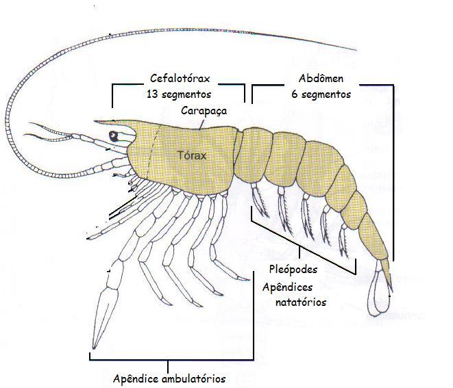 Arthropoda Características do