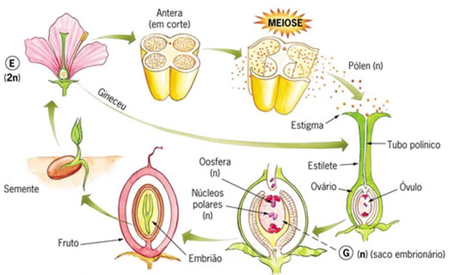 Gametas masculinos = microsporos