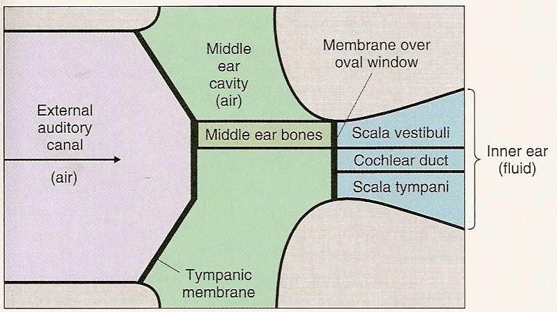Papel da diferença entre a área da membrana timpânica e a área da janela oval.