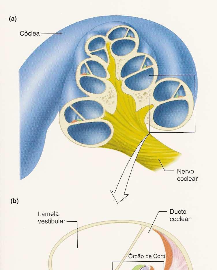 Órgão de Corti Apoiado na