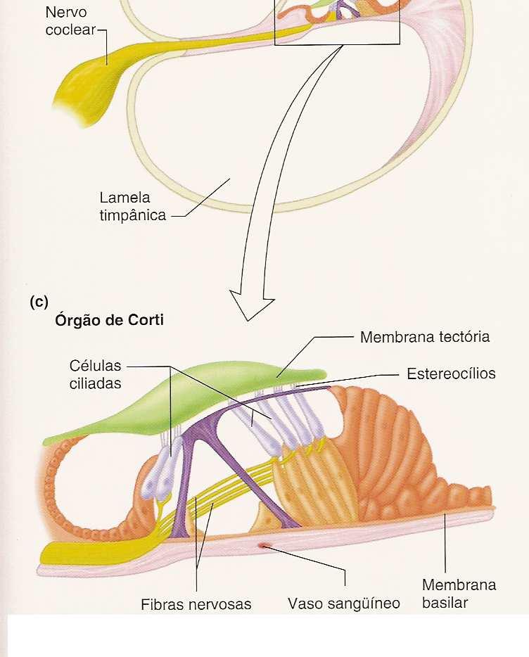 células ciliadas sensíveis