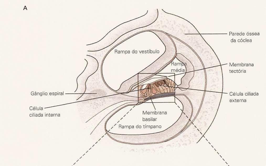 As células ciliadas estão dispostas em fileiras: Células ciliadas internas Células ciliadas externas São cerca de 15