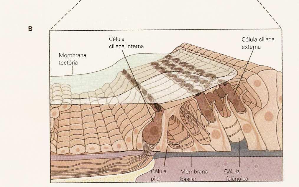 tectorial.