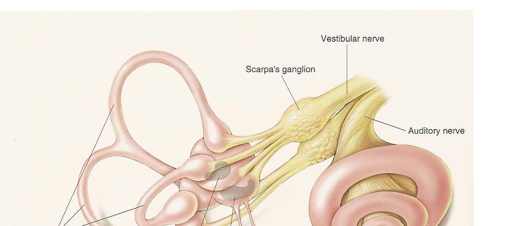 Localização do Aparelho vestibular