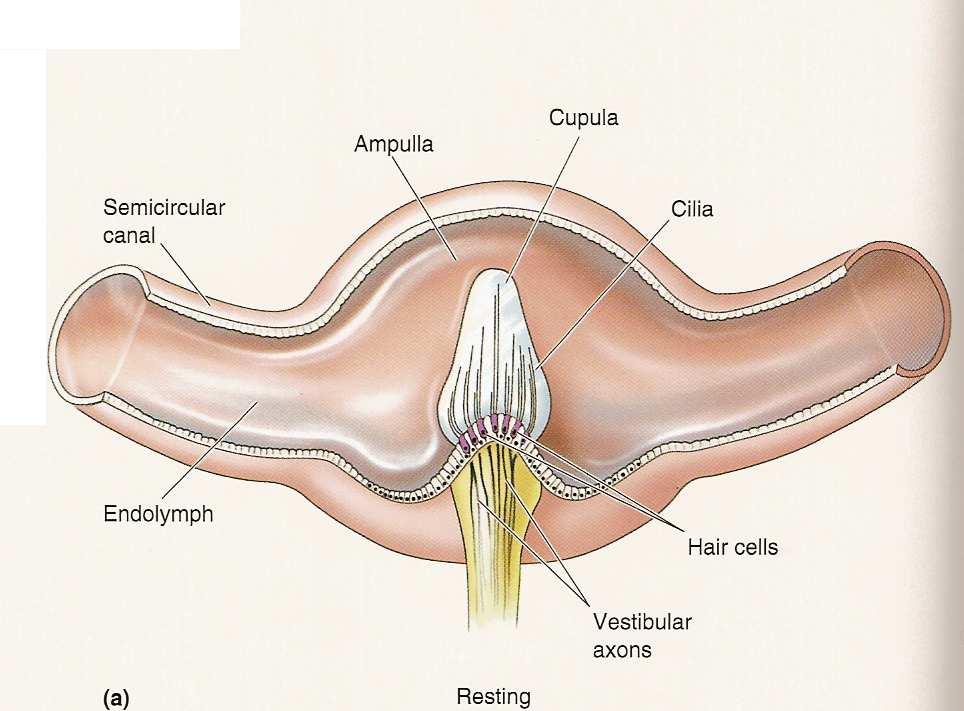 As células ciliadas nos canais