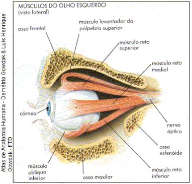 Ajuste da posição dos olhos de acordo com o movimento