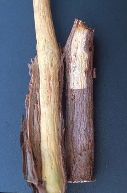 Porta-enxerto Rupestris du Lot com sintomas das caneluras do tronco, evidenciando a penetração da casca no lenho (direita) e sadio (esquerda).