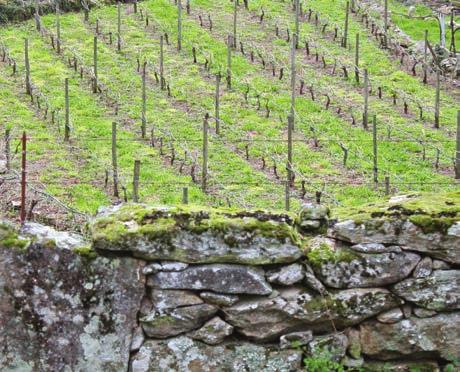 GALERIA DO PRODUTOR Anselmo Mendes Vinhos A região dos Vinhos Verdes/Minho é a maior zona vitícola portuguesa e situa-se no noroeste do país, coincidindo com a região não vitícola designada por Entre