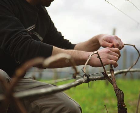 No interior da região predominam as serras, sendo a mais elevada a Serra da Peneda com 1373 m. Terão sido os Vinhos Verdes os primeiros vinhos portugueses exportados para os mercados europeus.