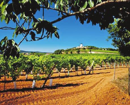 No período pós filoxera, esta região teve um papel determinante a nível nacional e internacional, sendo então muitos dos seus vinhos dirigidos para Bordéus e também para relevantes regiões nacionais,