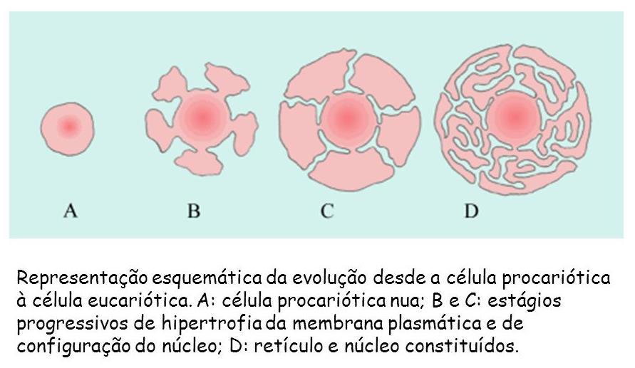 ORIGEM EVOLUTIVA DA CÉLULA EUCARIÓTICA Por volta de 2 bilhões de anos atrás surgiu a célula eucariótica a partir de invaginações da MP de um