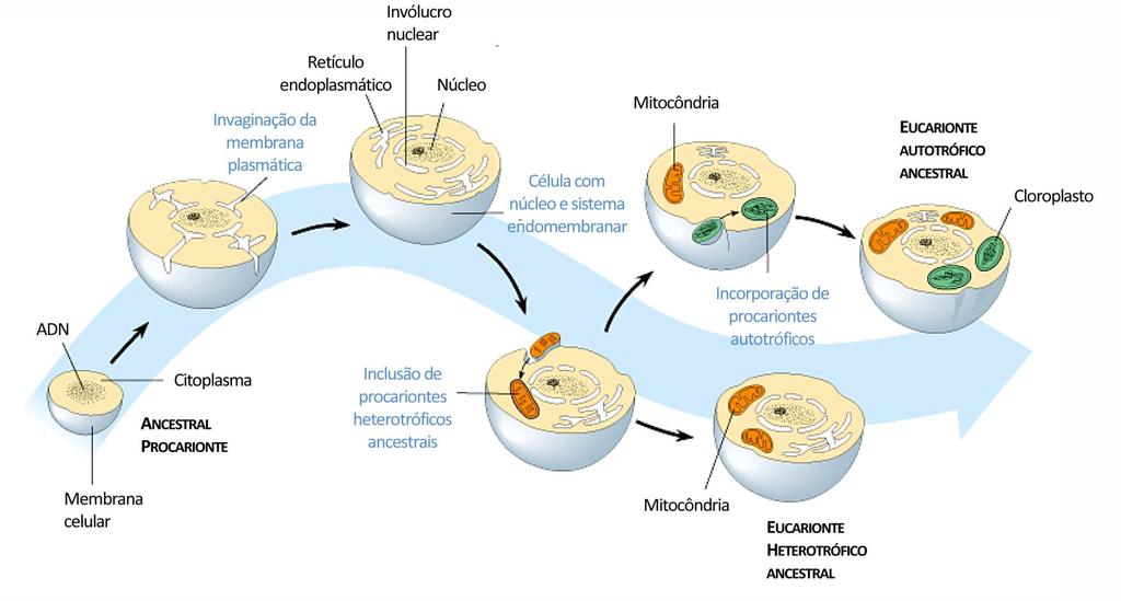 Vantagens evolutivas: Capacidade de respirar oxigênio: englobamento de células procarióticas respiradoras futuras