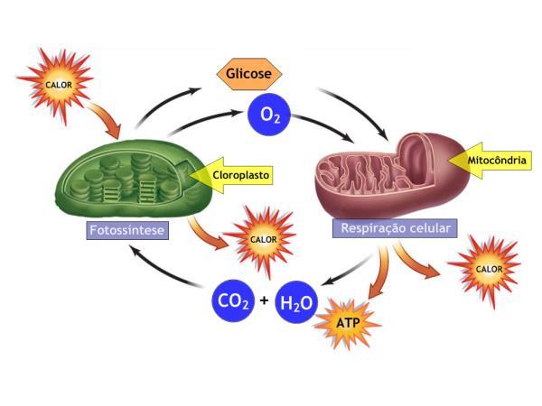 C 6 H 12 O 6 + 6 O 2 6CO 2 + 6H 2 O + ATP