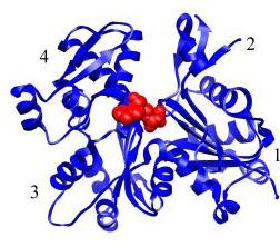 Os filamentos finos: a actina Relsler et al, 2007, J Biol Chem, 282: 36133 36137. Os filamentos finos são constituídos por actina, tropomiosina e troponina.