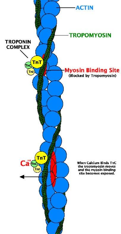 A estrutura base do filamento fino é constituída por actina F.