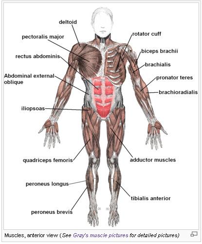 Os músculos Cerca de 50% da massa corporal são músculos.
