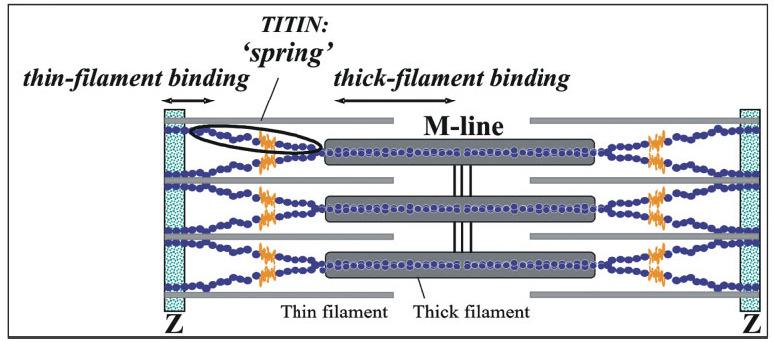 A titina Cada molécula de titina (proteína filamentosa) liga a linha Z à linha M. Granzier et al, 2007, Muscle Nerve 36: 740 755.