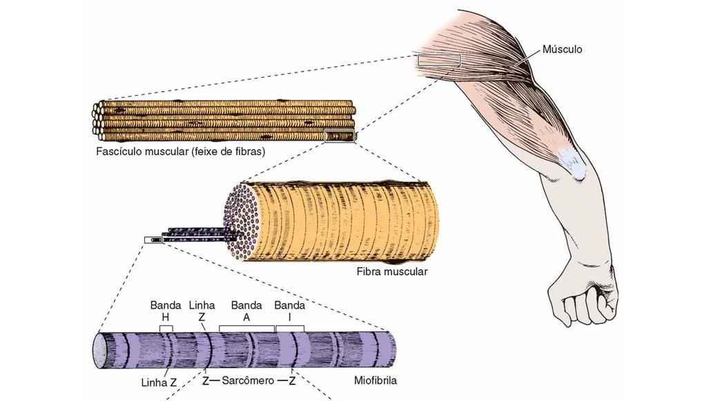 Organização das fibras musculares esqueléticas Estriações transversais das miofibrillas
