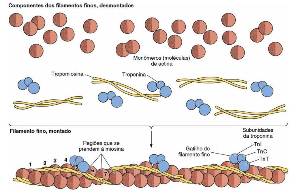 FILAMENTOS FINOS = proteínas Actina + Tropomiosina + Troponina Actina G Suporte