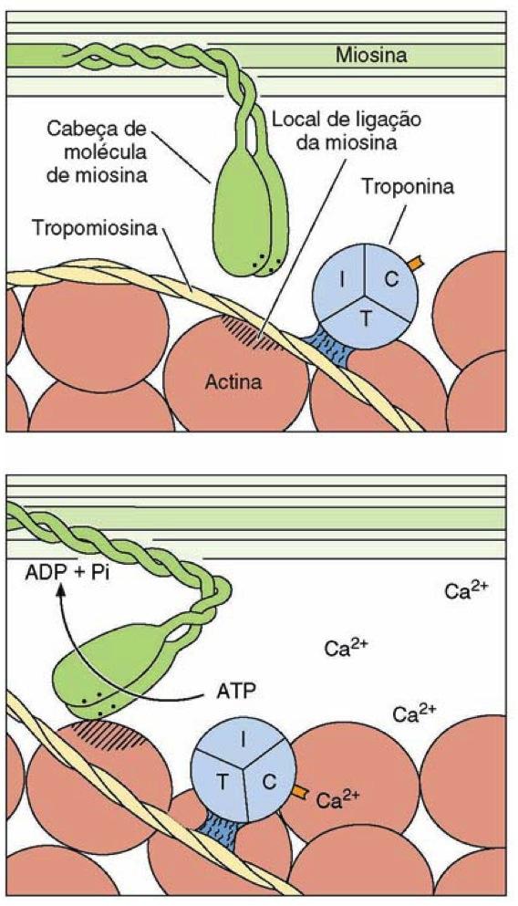 REPOUSO MECANISMOS DE CONTRAÇÃO Ä ATP liga-se à ATPase das cabeças da miosina (actina = cofator p/ liberaração E) Ä Repressão local de ligação actina / miosina pelo complexo troponina / tropomiosina