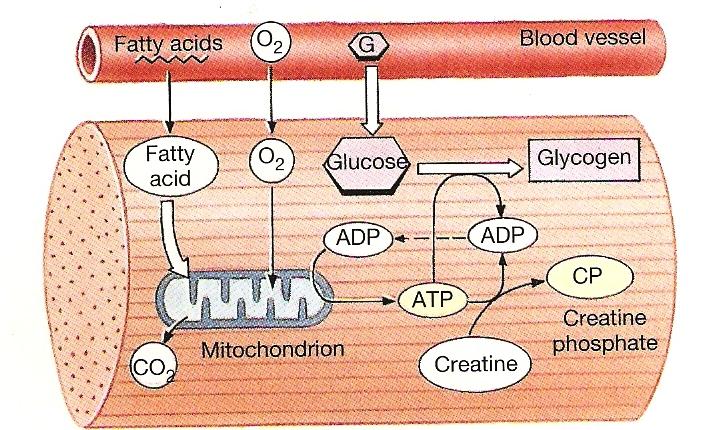 Músculo em Atividade Moderada: glicose e ácidos graxos são metabolizados; o ATP produzido é usado para