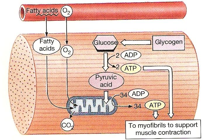 Músculo em Repouso: ácidos graxos são metabolizados; o ATP produzido é usado para a reserva de energia