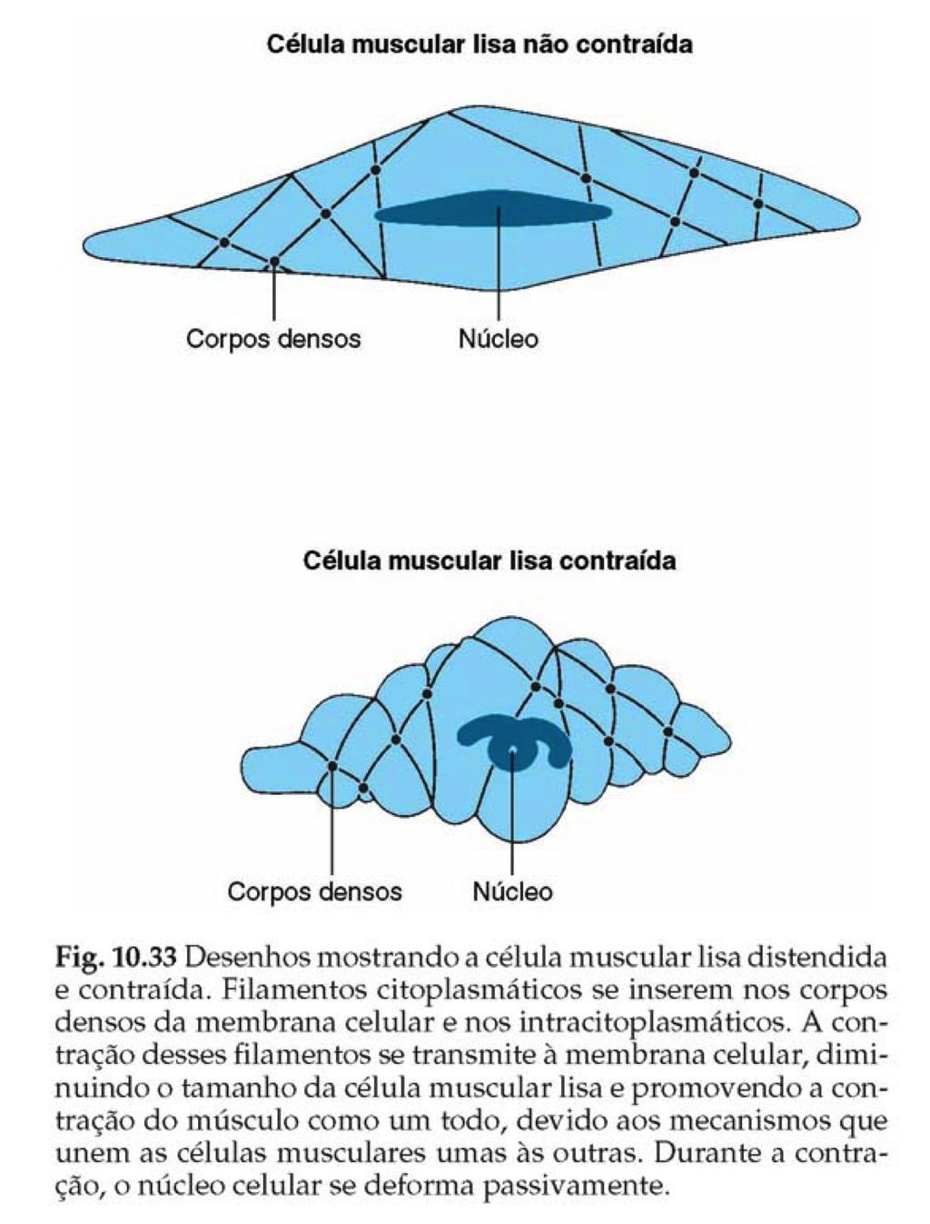 As células musculares lisas apresentam os CORPOS DENSOS principalmente na membrana e possuem papel importante na contração No sarcoplasma = filamentos de actina estabilizados pela tropomiosina, porém