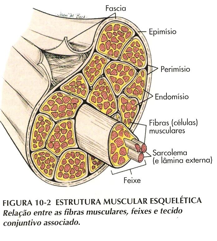 Papel do Tecido Conjuntivo: Ø Mantém as fibras unidas permitindo que a força de contração gerada por cada fibra atue sobre o músculo todo; Ø Transmite a força de contração muscular a