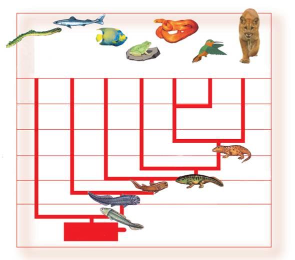 Filogênese dos seres vivos Quartenário (2-presente) Terciário (65-2) 0 lampreias ( peixes sem mandíbulas) peixes cartilaginosos peixes ósseos atuais anfíbios répteis aves mamíferos Tempo (milhões de