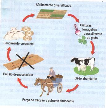 para juntar aos terrenos mais arenosos. Selecção das melhores sementes.