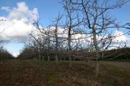 O clima é de vital importância para estas culturas e a quantificação das horas de frio favorece a escolha das espécies e das variedades a serem cultivadas nos locais.