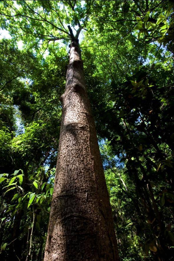 Investimentos Ambientais, Sociais, Culturais e Esportivos AMBIENTAL Investimento em processos logísticos menos poluentes, recuperação das áreas até o reaproveitamento de parte de produtos.