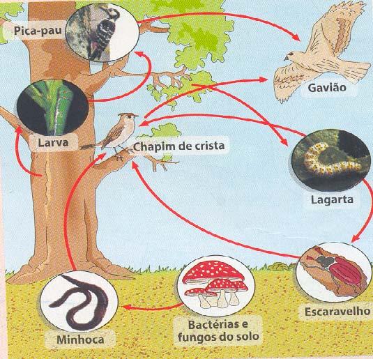 Ficha de trabalho 1. Observa a figura 1 que representa as relações tróficas em dois ecossistemas. Figura 1 1.