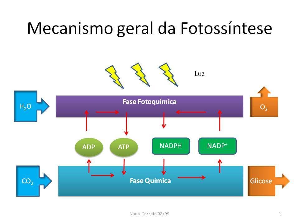 Fotossíntese: Como decorre o processo?